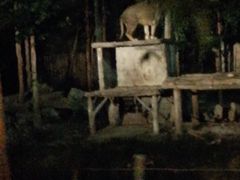 -清迈夜间动物园