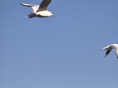 -西昌邛海湿地