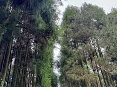 -玉苍山国家森林公园