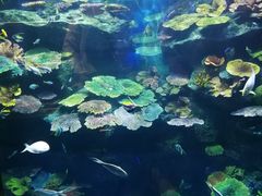 -暹罗海洋世界