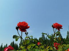 -东平国家森林公园