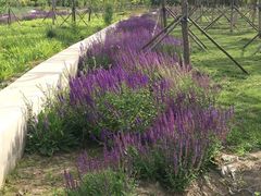 -天津东丽湖风景区