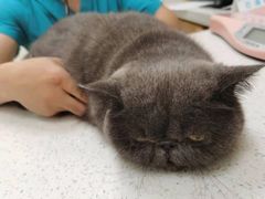 -美联众合动物医院·24h京西诊疗中心
