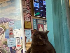 -猫小院猫主题咖啡厅(北锣店)