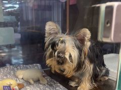 -FAELING PETS美天灵宠物(富力广场店)