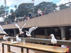 -悉尼歌剧院