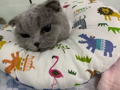 -达爱动物医院·犬猫分区·CT·复杂眼科(远洋山水分院)
