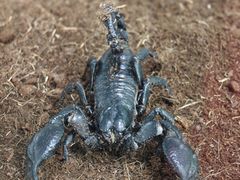 -上海大自然野生昆虫馆(东方明珠·爬宠昆虫探索中心)