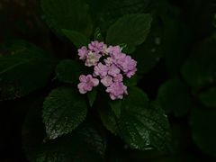-斯多格书乡(北京大学畅春园店)