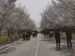 -古柏渡飞黄旅游区