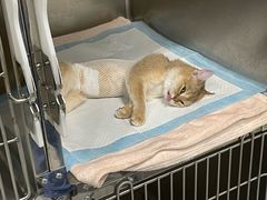 -艾吉宠物医院·疑难杂症转诊中心·猫友好(碧江路院)