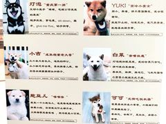 -柴迷FANS CLUB·柴犬狗咖·猫咖