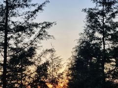 -长虫山生态公园风景林