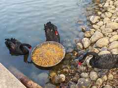 -鄱阳湖国家湿地公园