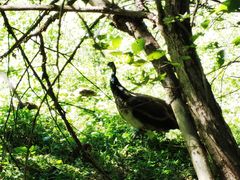 -北京麋鹿生态实验中心