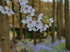 -上海共青森林公园