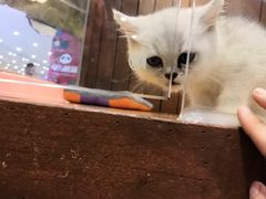 -龟与熊猫宠物公园(南坪店)