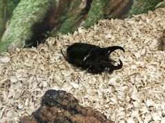 -上海大自然野生昆虫馆(东方明珠·爬宠昆虫探索中心)
