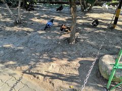 -西霞口神雕山野生动物世界