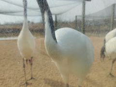 -盐城丹顶鹤湿地生态旅游区