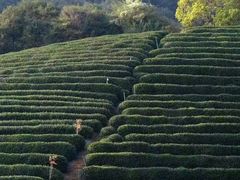 -中国茶叶博物馆(双峰馆区)