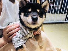 -逗柴咖啡屋·狗咖猫咖宠物桌游
