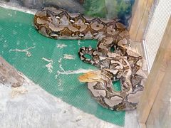 -上海大自然野生昆虫馆(东方明珠·爬宠昆虫探索中心)