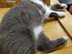 -猫小院猫主题咖啡厅(北锣店)