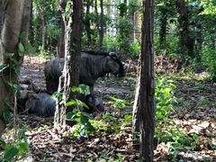 -清迈夜间动物园