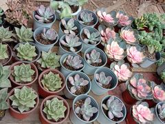 -桂林市花鸟市场