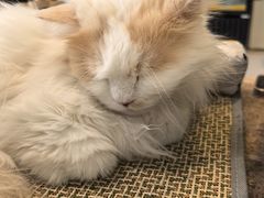 -平行世界·猫咖(首经贸店)