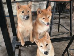 -柴犬高等学院·狗咖·柴犬售卖·宠物训练