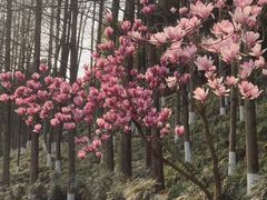 -重庆园博园