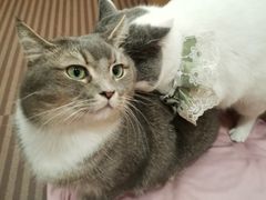 -MOCHA明星猫咖(田子坊店)