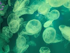 -福州罗源湾海洋世界旅游区