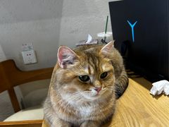 -藏猫猫咖啡主题馆(中央大道店)