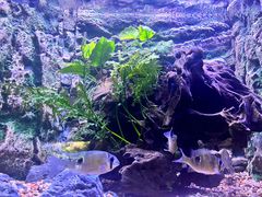 -上海海洋水族馆