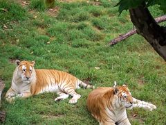 -西霞口神雕山野生动物世界