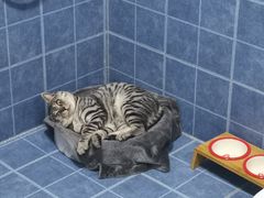 -芭比堂动物医院·犬猫全科·异宠专科(雁塔分院)