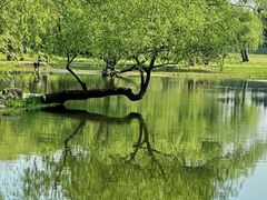 -上海共青森林公园