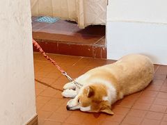 -肥朵食堂(带梦胡同店)