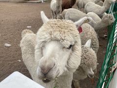 -中国马镇舞马世界主题乐园