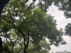 -北京国子监胡同