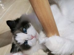 -momokira米努特·德文卷毛猫·棉花面纱犬