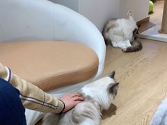 -1013 PET SHOP精品宠物商店(丁香店)