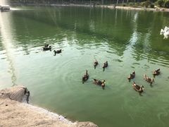 -中家鑫园温泉酒店-自助餐