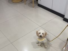 -思琪宠物医院(昆山花桥店)