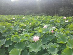 -荆川公园