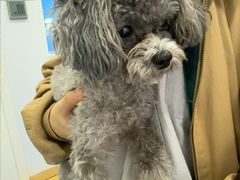 -天使宠物医院·犬猫分诊(彩虹店)