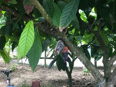 -歌斐颂巧克力小镇